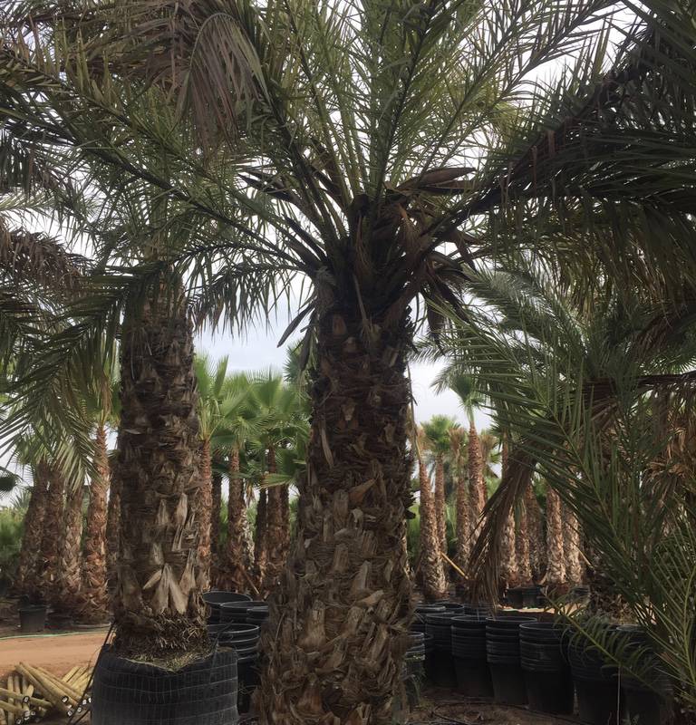 dulcis lot de 4 palmiers decora porphyrocarpa et dactylifera 