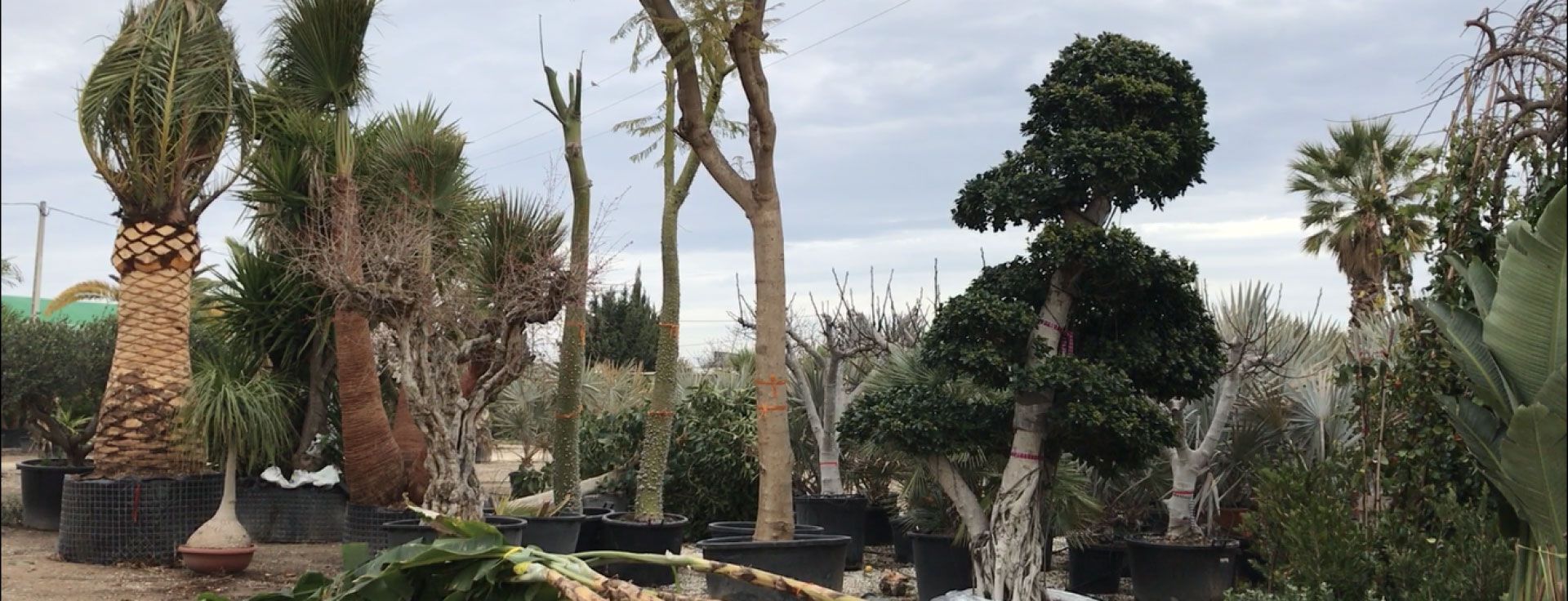 Plantas mediterráneas en venta al por mayor en Alicante y Elche