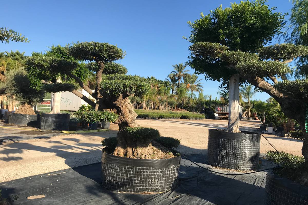 Ornamental olive trees Wholesale lying olive trees