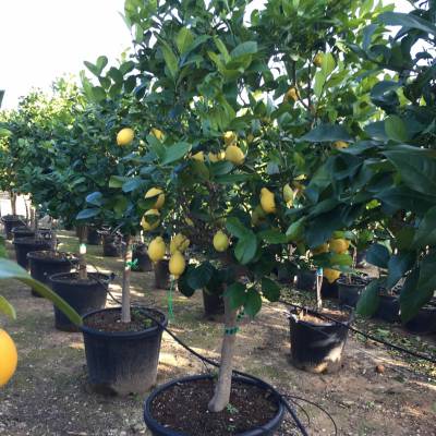 Citrus limon (lemon tree) for wholesale in Elche
