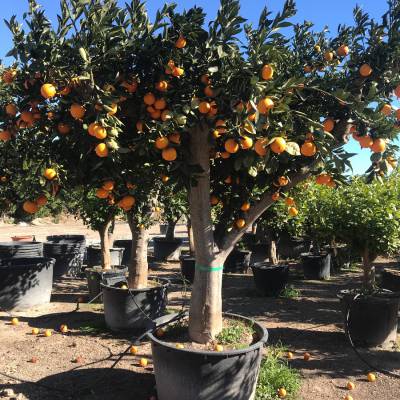 Citrus sinensis (Oranger) sur la vente en gros à Elche