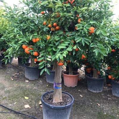 Citrus reticulada ou mandarinier sur la vente en gros à Elche