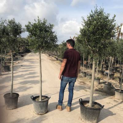 Olive trees  for wholesale in Elche