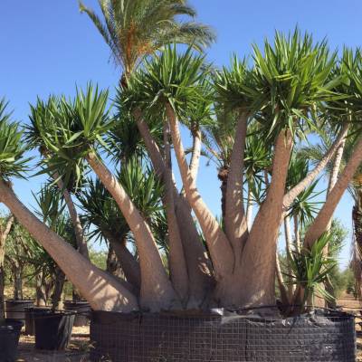 Yucca elephantipes en venta al por mayor en Elche