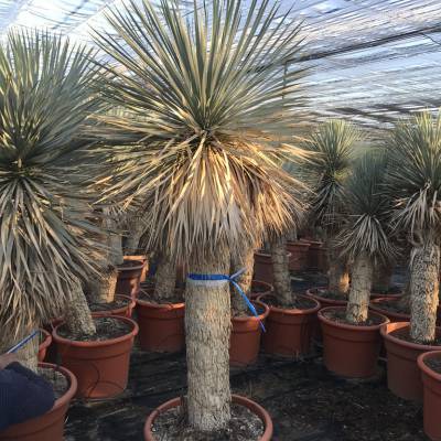 Yucca rostrata sur la vente en gros à Elche