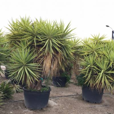 Yucca yewell for wholesale in Elche