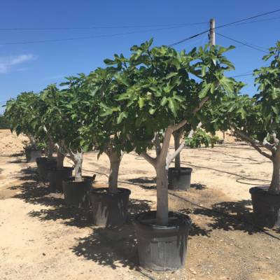 Ficus carica (Fig tree) for wholesale in Elche