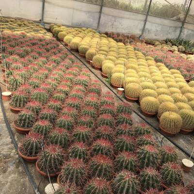 Cactus C-18 sur la vente en gros à Elche