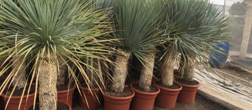  Comprar Yucca Rostrata al por mayor, la mejor opción para ajardinar grandes pendientes y taludes