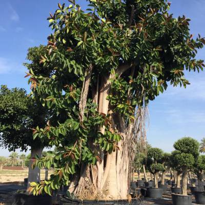 Ficus elastica sur la vente en gros à Elche
