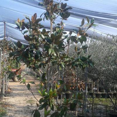 Magnolia grandiflora for wholesale in Elche