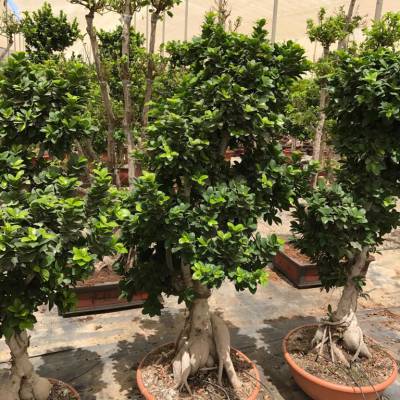 Bonsái Ficus en venta al por mayor en Elche