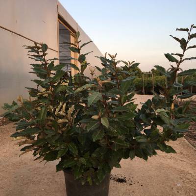 Elaeagnus × ebbingei en venta al por mayor en Elche