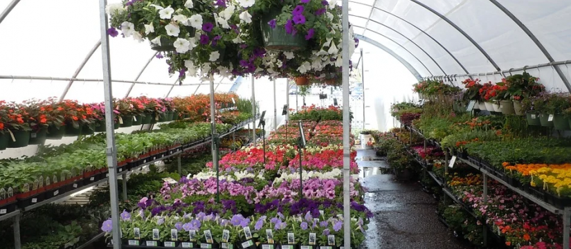 At VIVEROS SOLER we specialise in the wholesale of plants for nurseries