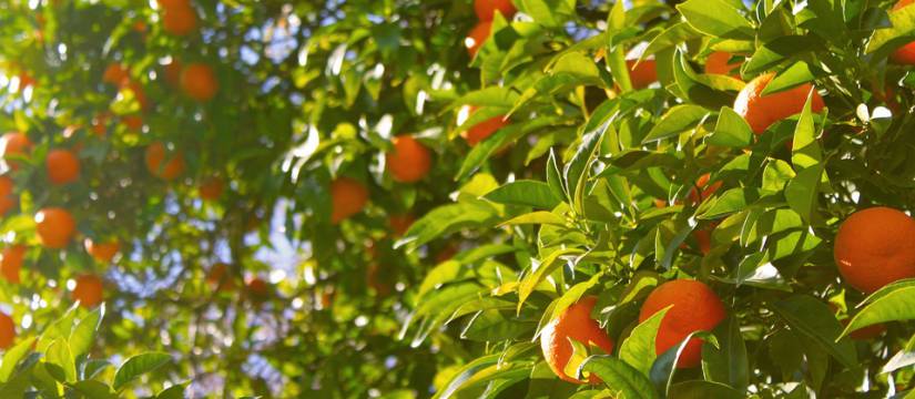 Looking for a place that specializes in citrus wholesale? 