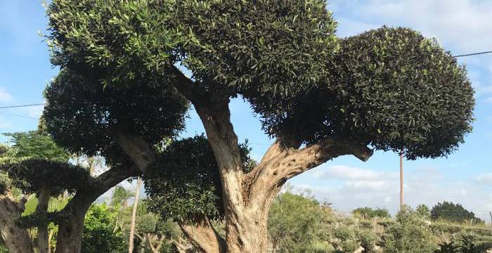 VIVEROS SOLER, los mejores especialistas en olivos centenarios y olivos bonsái al por mayor