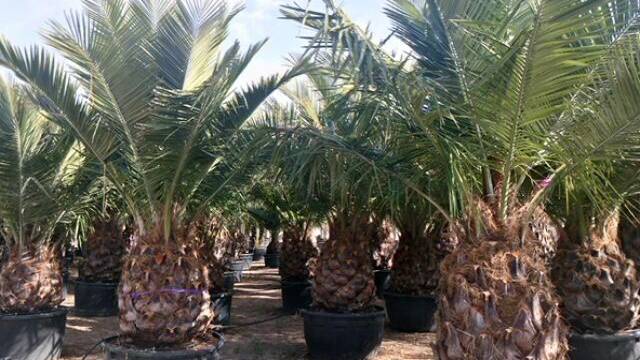 ¿No sabes dónde puedes comprar palmeras Jubaea chilensis al por mayor?