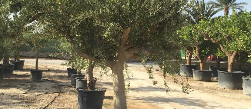 Get ready for the coming season. It's time to stock up on your olive tree 