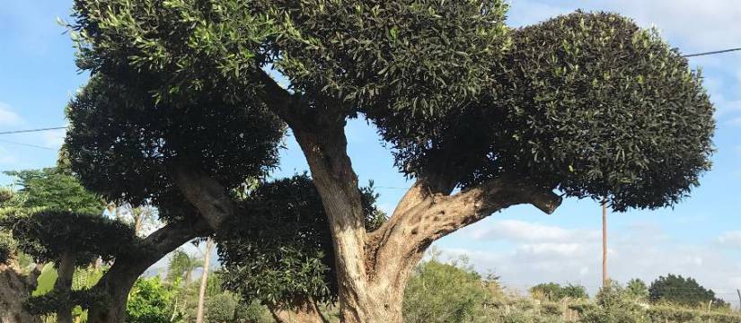 Regalar un olivo bonsái está de moda. Es el momento de adquirir olivo bonsái al por mayor para satisfacer la demanda de tus clientes 