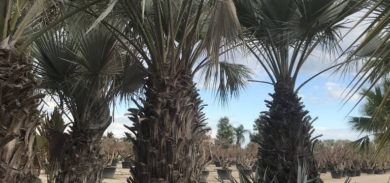 Still don't know the trendy palm tree? At VIVEROS SOLER we offer you the blue palm tree wholesale
