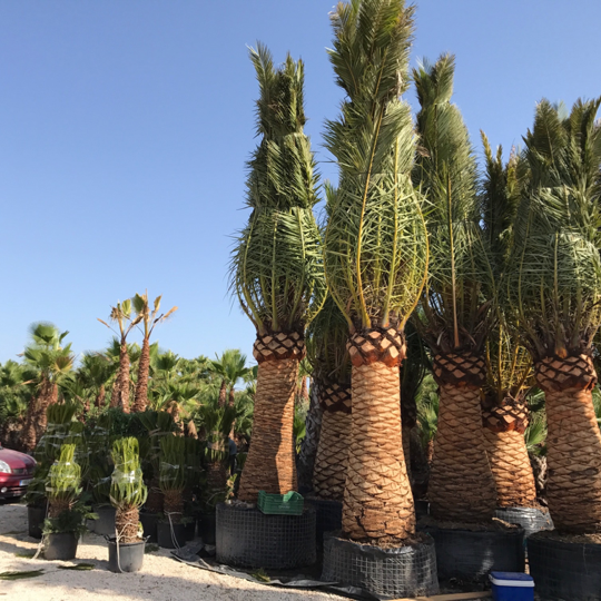 Palmiers en gros à Alicante et Elche