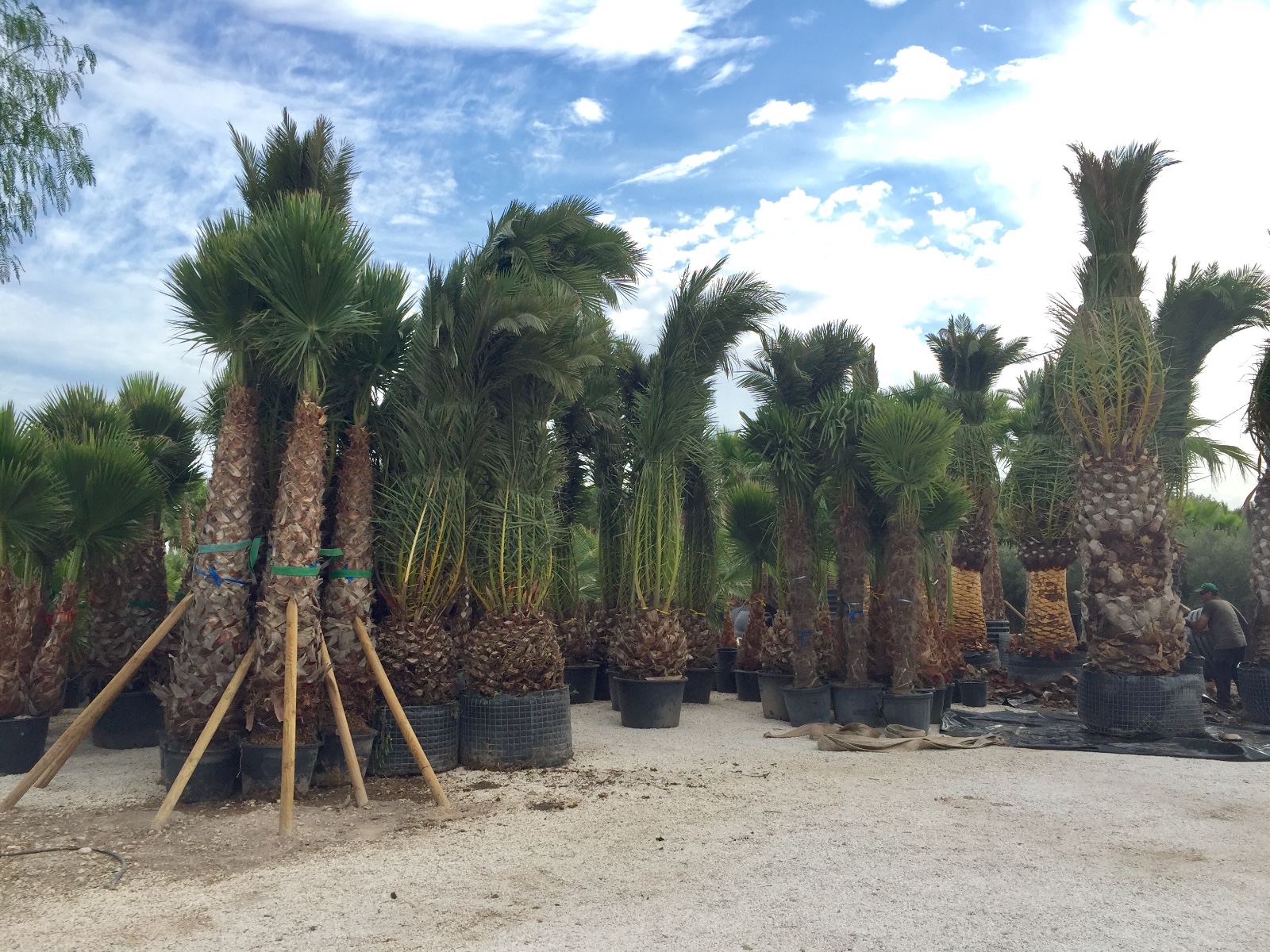 Palmiers en gros à Elche