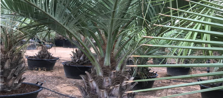 Principales razones por las que te ofrecemos la venta de palmeras Butia Capitata al por mayor para ajardinar grandes espacios
