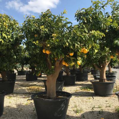 Citrus paradisi (pomelo) en venta al por mayor en Elche