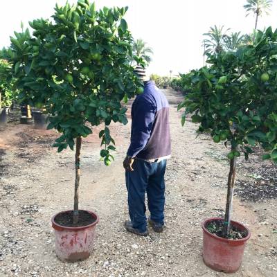 Citrus aurantifolia (lima o limero) en venta al por mayor en Elche