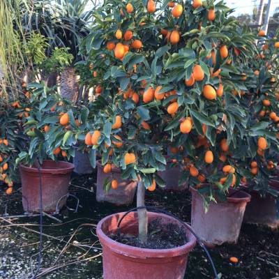 Fortunella japonica (kumquat, naranjo chino o naranjo enano) en venta al por mayor en Elche