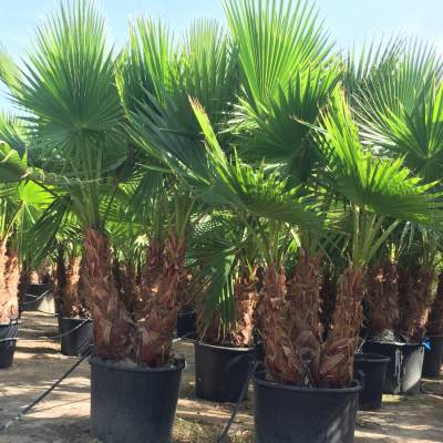 Washingtonia robusta (palmera de abanico o palmera mexicana) en venta al por mayor en Elche