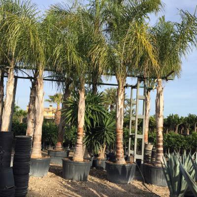 Syagrus  romanzoffiana, coconut palm for wholesale in Elche