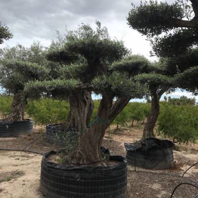  Olivier Plateau, Olivier bonsaiï, Olivier pompom, Olea Europaea. sur la vente en gros à Elche