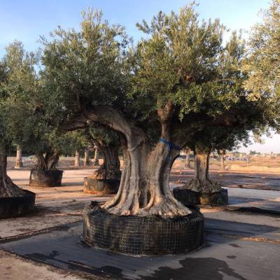 Olivier régionale sur la vente en gros à Elche