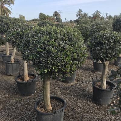 Olive pyramidal, rounded olive tree. for wholesale in Elche