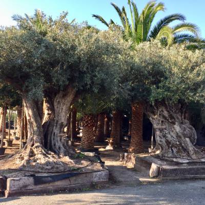 Millennial olive tree for wholesale in Elche