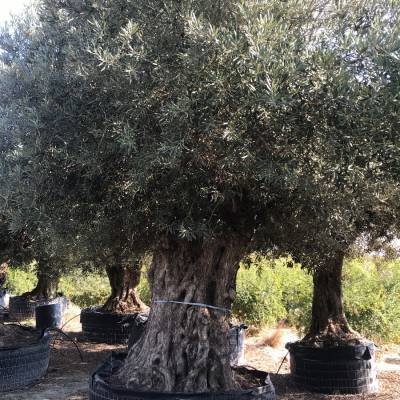Lechines olive trees for wholesale in Elche