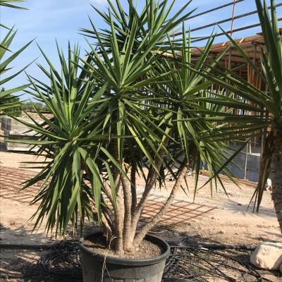Yucca elegans en venta al por mayor en Elche