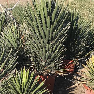 Yucca filifera sur la vente en gros à Elche