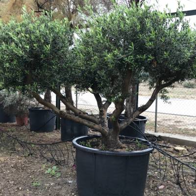 Multi-trunk olive for wholesale in Elche