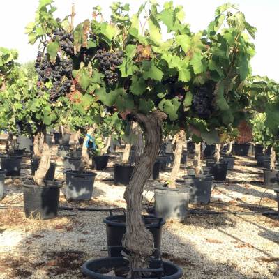 Vitis vinifera sur la vente en gros à Elche