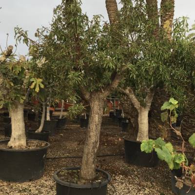 Prunus dulcis (almendro) en venta al por mayor en Elche