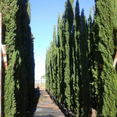Cupressus sempervirens stricta sur la vente en gros à Elche