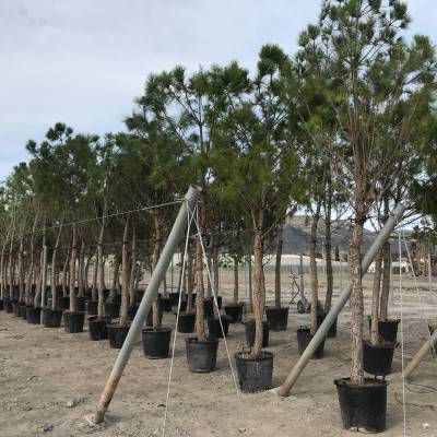 Pino piñonero (Pinus pinea) Pino piñonero (Pinus pinea) en venta al por mayor en Elche