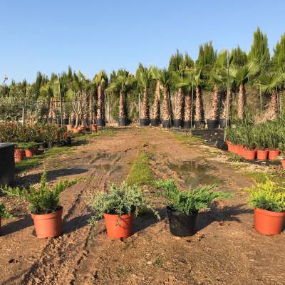 Juniperus  for wholesale in Elche