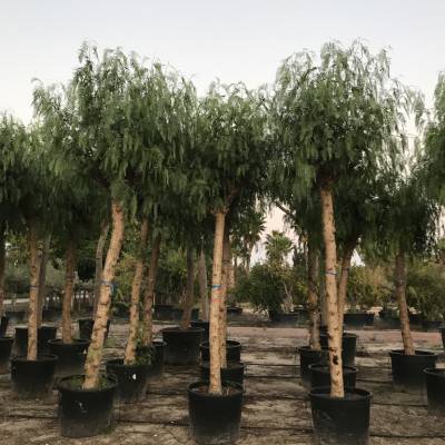 Schinus molle (falsa pimienta) en venta al por mayor en Elche