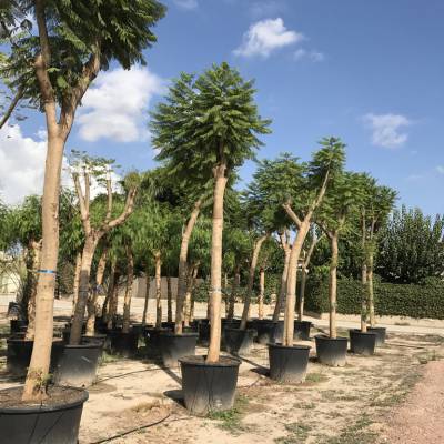 Jacaranda mimosifolia en venta al por mayor en Elche