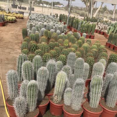 Cactus C-25 sur la vente en gros à Elche