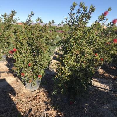 Callistemon viminalis  en venta al por mayor en Elche