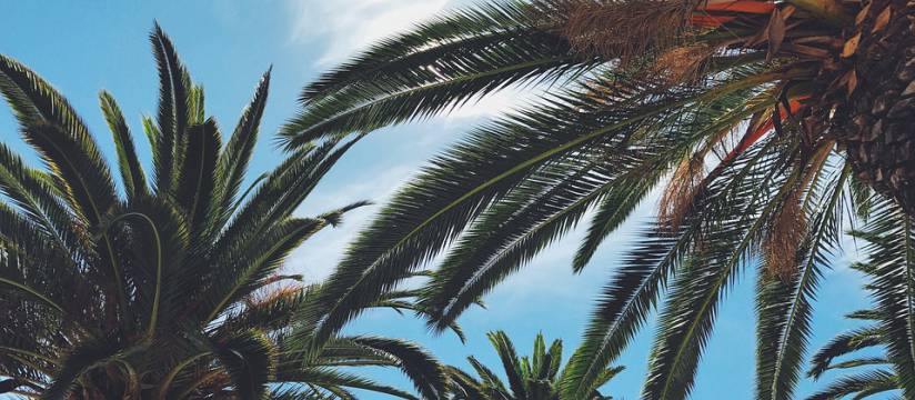Sa beauté exotique et sa facilité d'adaptation à l'environnement sont les principales raisons pour lesquelles la vente de palmiers a augmenté en 2018